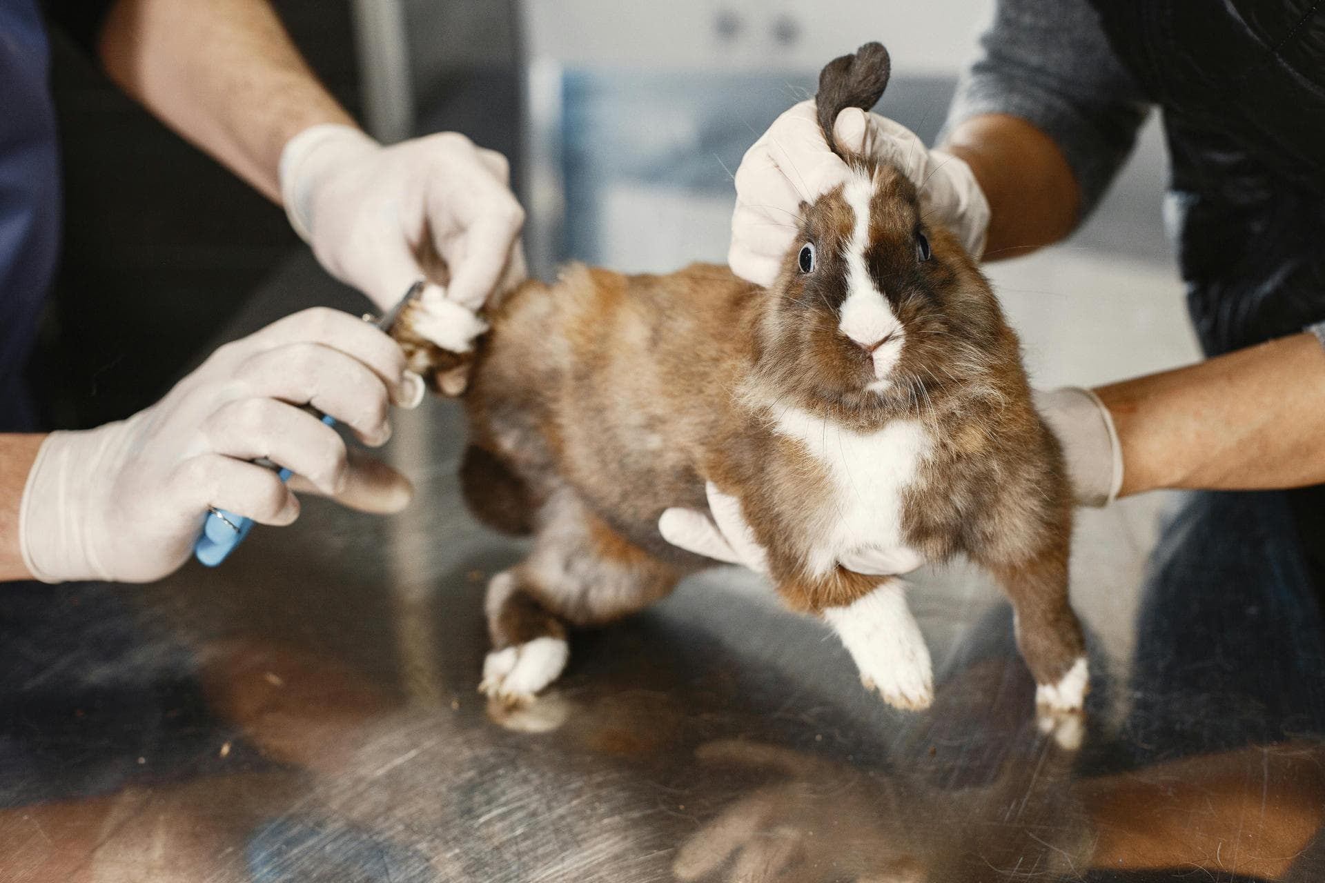 Emergency Vets in New Haven
